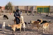  ازدیاد سگ‌های بدون صاحب در برخی از مناطق پایتخت