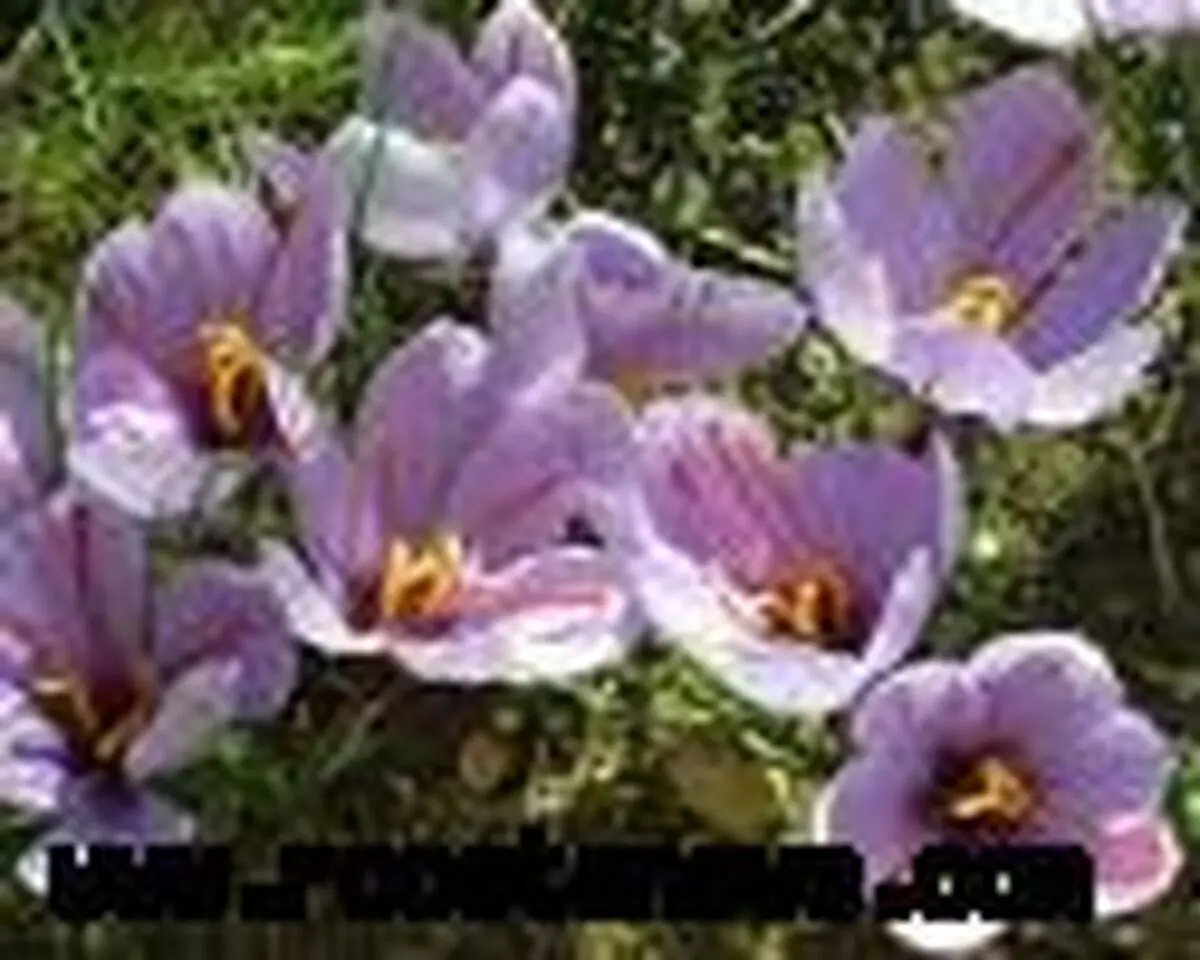 	آغاز کشت زعفران در 6 هکتار از اراضی کشاورزی بویین‌زهرا