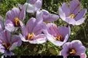 	آغاز کشت زعفران در 6 هکتار از اراضی کشاورزی بویین‌زهرا