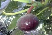 داغ بر دل نشسته انجیرستان های گلوگاه