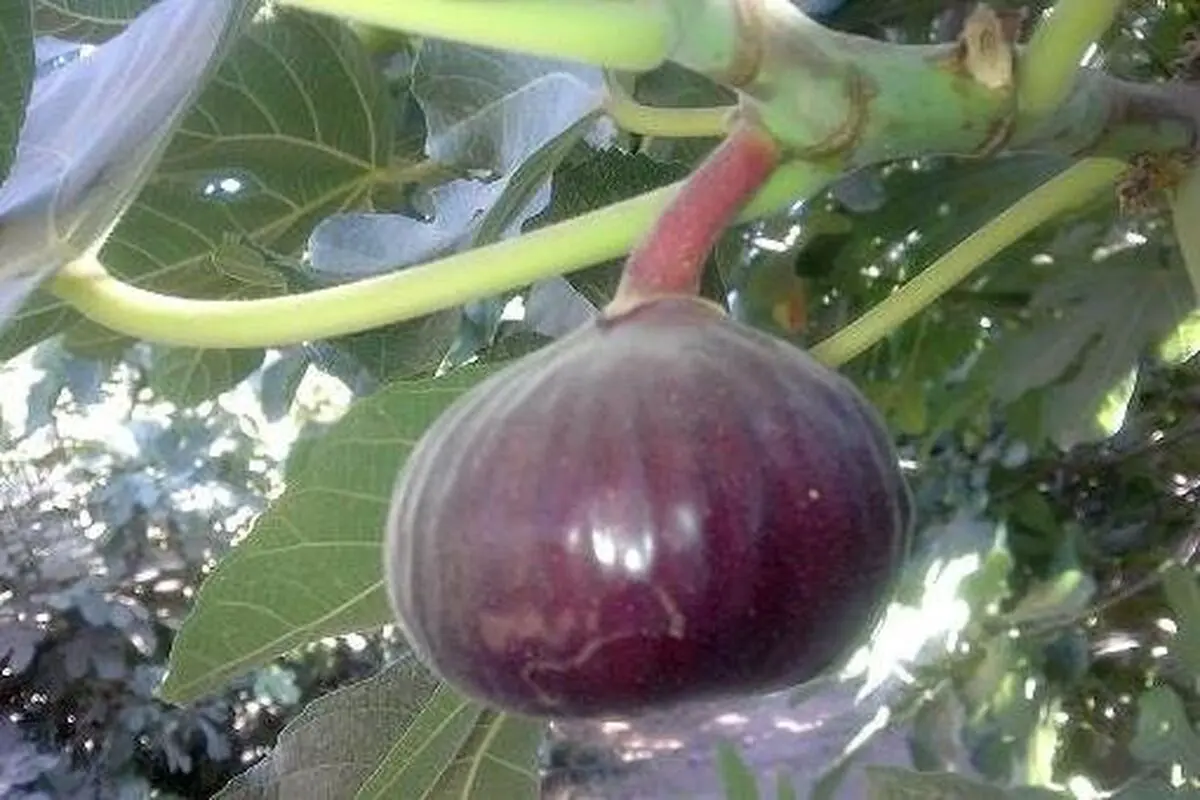 داغ بر دل نشسته انجیرستان های گلوگاه