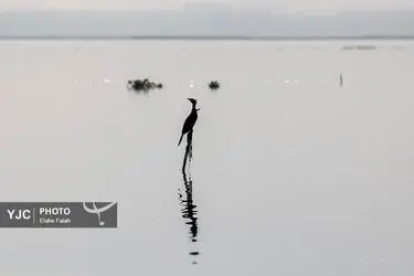 مهمانان زمستانی تالاب انزلی