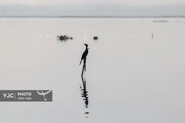 مهمانان زمستانی تالاب انزلی