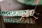 هجوم دوباره ی ملخ ها به کشور