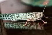 هجوم دوباره ی ملخ ها به کشور