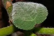 گیاهی که شما را وادار به خودکشی می کند 