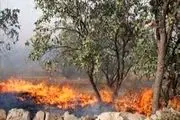 سوختن 750 هکتار از مراتع و جنگلهای اسلام آبادغرب طی 333 مورد حریق