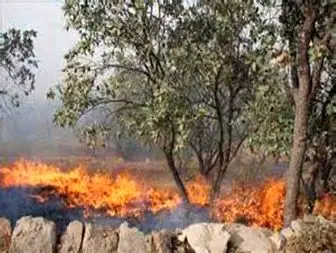 سوختن 750 هکتار از مراتع و جنگلهای اسلام آبادغرب طی 333 مورد حریق
