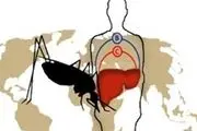 آخرین وضعیت شیوع مالاریا در کشور