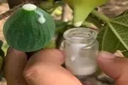 این میوه از شیر هم بیشتر کلسیم دارد

