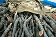 کشف و ضبط حدود سه تن چوب بلوط قاچاق در نجف آباد
