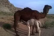 اشتغالزایی بانوی خلاق بهابادی با فروش شیر شتر