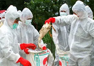 گسترش آنفلوانزای پرندگان در ژاپن