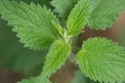 گزنه، دشمن کرونا
