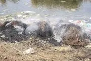 ناصری‌نژاد: جهانگیری قبول نکردند از تالاب‌ها بازدید کند