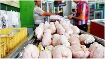 واردات محدود مرغ برای تامین ذخایر استراتژیک
