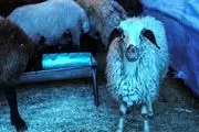 ترخیص ۴۷ هزار گوسفند اروپایی با وجود کمبود کامیون