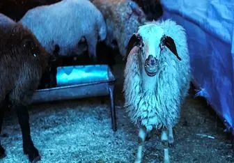 کشتار پرخطر گوسفند در خیابان‌های تهران