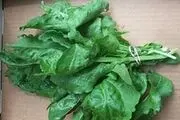 خوردن اسفناج در رفع تشنگی موثر است