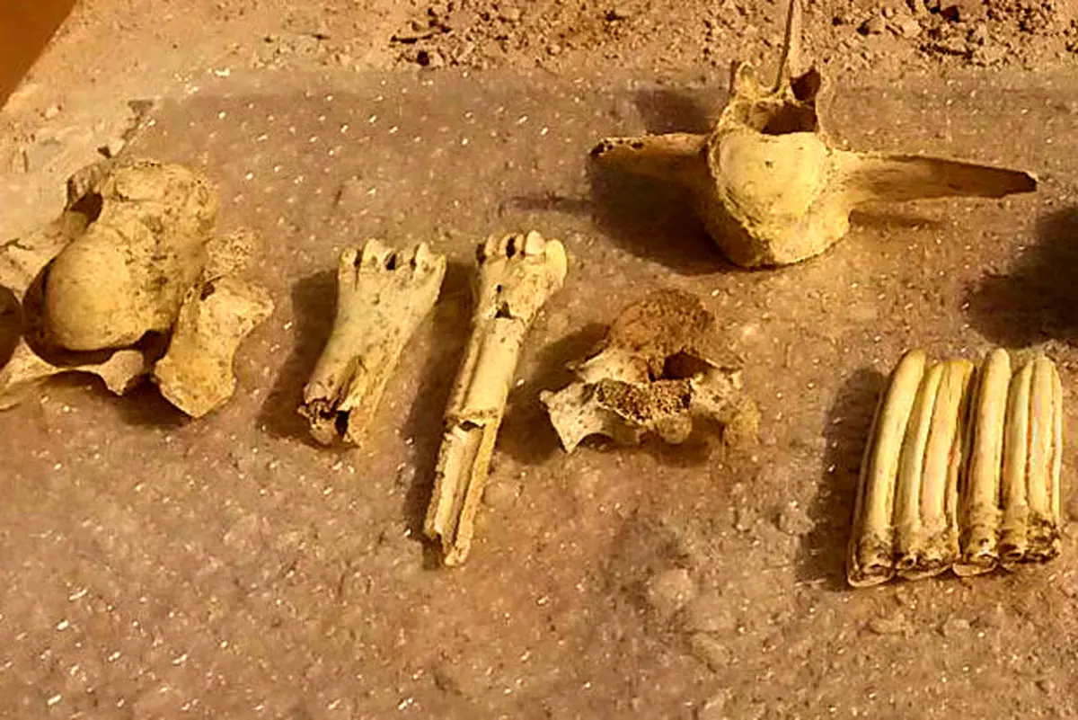 کشف فسیلهای ۴۰هزارساله در محلات