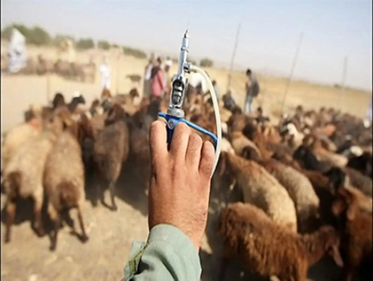 واکسینه شدن 29 هزار راس دام در تفرش بر علیه بیماری طاعون