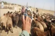 واکسینه شدن 29 هزار راس دام در تفرش بر علیه بیماری طاعون