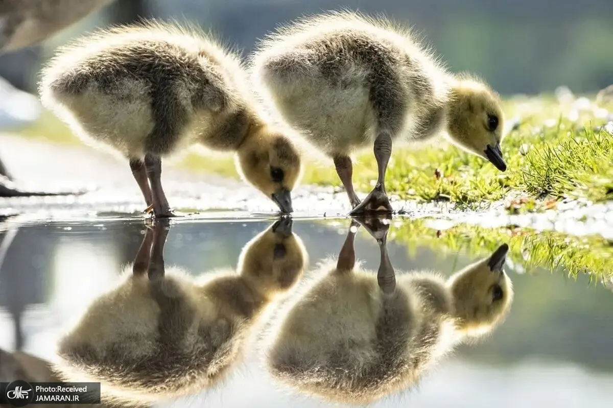 جوجه غاز کانادایی+عکس