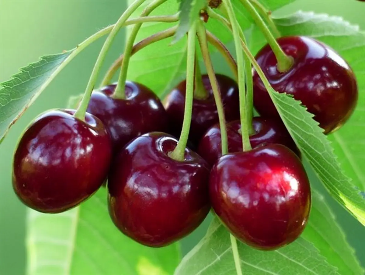 پیشبینی برداشت بیش از 18 تن گیلاس در آمل