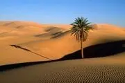 راهکار مقابله با تخریب سرزمین چیست؟
