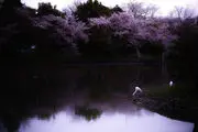 طبیعت بهاری توکیو/گزارش تصویری