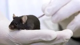 جوانسازی موش‌های پیر