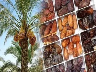 دسترنج کشاورزان خوزستانی در جیب خارجی‌ها می‌رود+تصاویر