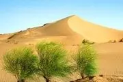 یک درصد بیابان‌های طبس طی 53 سال بیابان‌زدایی شد