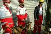 آتش مانع ورود سگ های زنده یاب به پلاسکو