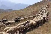 میهمان ناخوانده خونخوار، در راه ایران