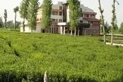 وقتی قانون یارای مقابله با ویلاسازی را ندارد