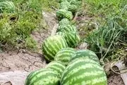 آغاز برداشت هندوانه در پلدشت