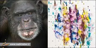 شامپانزه‌ای که برنده نقاشی شد + عکس
