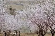 شکوفه‌های بهاری در قره باغ/گزارش تصویری