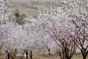 شکوفه‌های بهاری در قره باغ/گزارش تصویری
