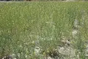 بازار داغ گیاه خاکشیر در رابر