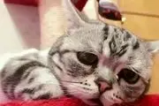 غمگین ترین و افسرده‌ترین گربه جهان/ عکس