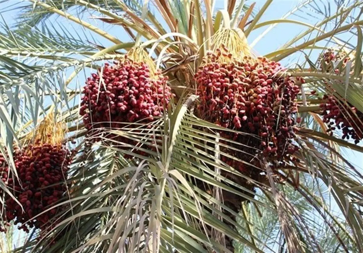 خرما در صدر گرانی‌ها قرار گرفت+ جدول