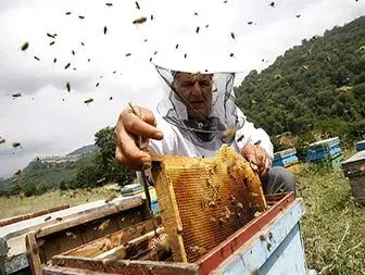 تولید عسل در شهرستان هریس تا مرز ۱۵۰ تن افزایش می‌یابد