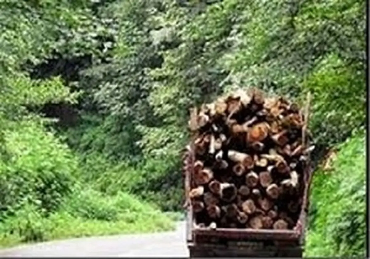 مافیای چوب خواب جنگل را نا آرام کرد