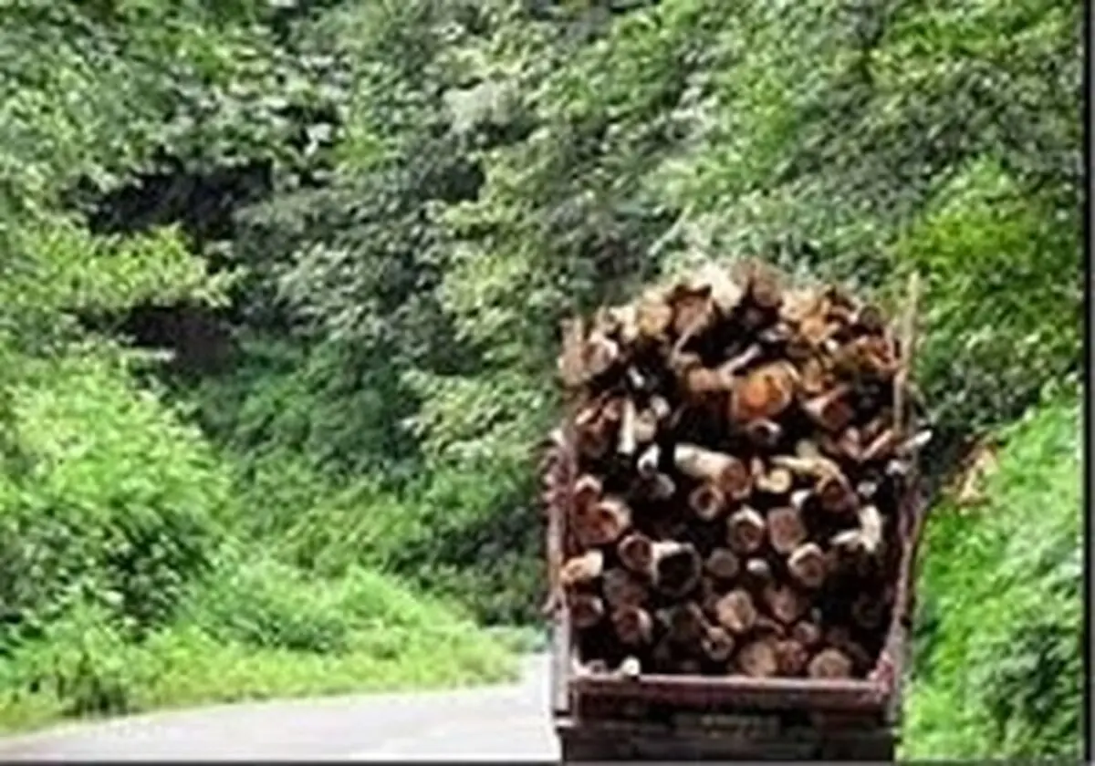 مافیای چوب خواب جنگل را نا آرام کرد 