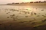 عروس‎هایی دریایی در ساحل بنک از بین رفتند+تصاویر