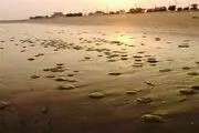 عروس‎هایی دریایی در ساحل بنک از بین رفتند+تصاویر
