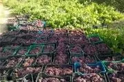 پیش بینی برداشت 500 تن انگور یاقوتی از باغات سیروان