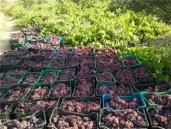 پیش بینی برداشت 500 تن انگور یاقوتی از باغات سیروان